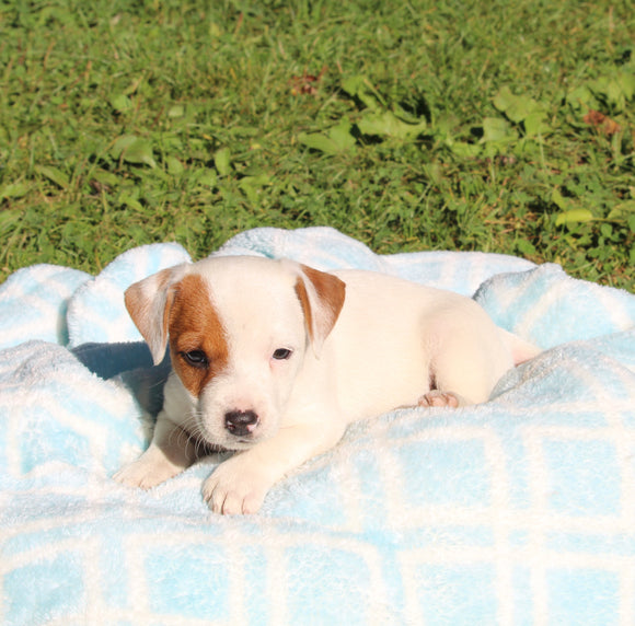 Jack Russell Terrier For Sale Fredericksburg OH Male-Milo