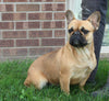 AKC French Bulldog For Sale Wooster OH Female-Willow