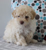 ACA Registered Mini Poodle For Sale Fredericksburg OH Male-Joey