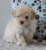 ACA Registered Mini Poodle For Sale Fredericksburg OH Male-Joey