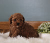 AKC Registered Mini Poodle For Sale Millersburg OH Female-Molly