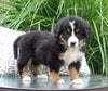 AKC Bernese Mountain Dog For Sale Dundee OH Female-Jenna