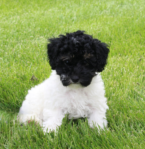 Mini Poodle For Sale Apple Creek OH Female-Daisy