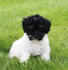 Mini Poodle For Sale Apple Creek OH Female-Daisy