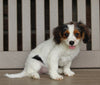 Cavapoo For Sale Millersburg OH Female-Ava