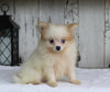 ACA Registered Pomeranian For Sale Millersburg OH Male-Tyson