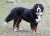 AKC Registered Bernese Mountain Dog For Sale Sugarcreek OH Male-Winston