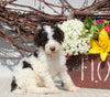 AKC Standard Poodle For Sale Sugarcreek OH Male-Mickey