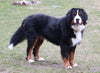 AKC Registered Bernese Mountain Dog For Sale Sugarcreek OH Female-Amber