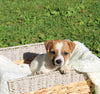 Jack Russell Terrier For Sale Fredericksburg OH Male-Bruno