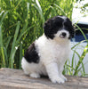 Mini Aussiedoodle For Sale Sugarcreek OH Female-Dotty
