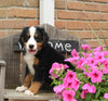AKC Bernese Mountain Dog For Sale Warsaw OH Male-Rocky