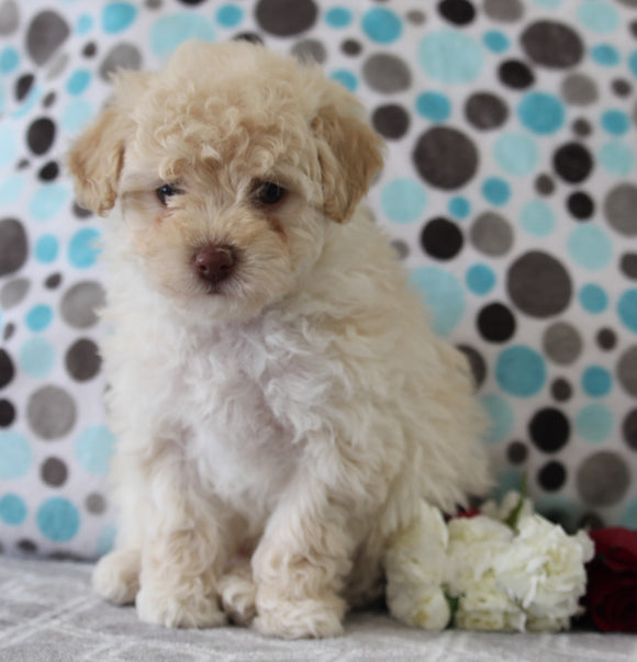 ACA Registered Mini Poodle For Sale Fredericksburg OH Male-Joey