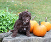 Mini Aussiedoodle For Sale Sugarcreek OH Female-Missy