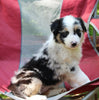 ABCA Registered Border Collie For Sale Warsaw OH Female-Roxie