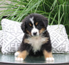 AKC Bernese Mountain Dog For Sale Dundee OH Female-Jenna