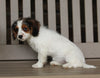 Cavapoo For Sale Millersburg OH Female-Ava