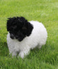 Mini Poodle For Sale Apple Creek OH Female-Daisy