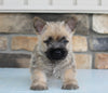 AKC Registered Cairn Terrier For Sale Millersburg OH Male-Oscar