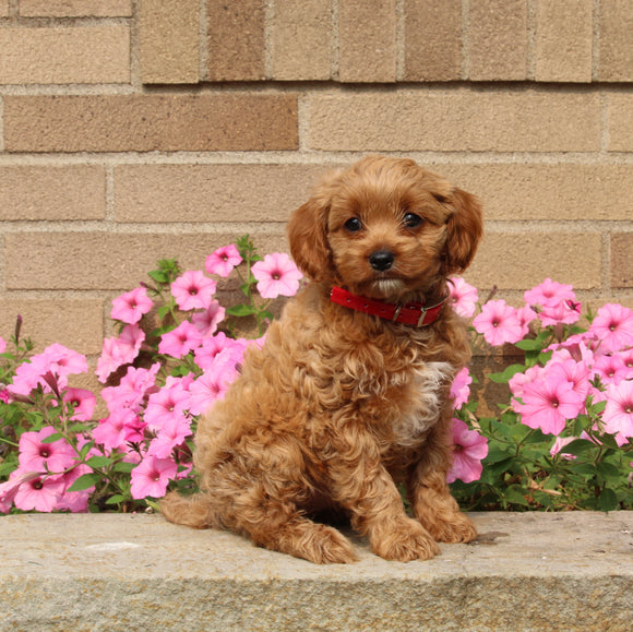 Forever Puppy For Sale Dalton OH Female-Daisy