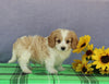 Cavapoo For Sale Sugarcreek OH Male-Tommy