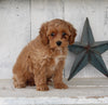 Cavapoo For Sale Millersburg OH Female-Tammy