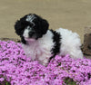 Mini Poodle For Sale Apple Creek OH Female-Lucy