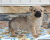 AKC Cairn Terrier For Sale Millersburg OH Male-Rigsby