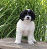 Mini Aussiedoodle For Sale Sugarcreek OH Female-Dotty