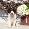 AKC Standard Poodle For Sale Sugarcreek OH Female-Manda