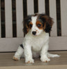 Cavapoo For Sale Millersburg OH Female-Ava