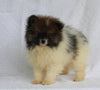 ACA Registered Pomeranian For Sale Millersburg OH Male-Tommy