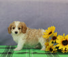 Cavapoo For Sale Sugarcreek OH Male-Tommy