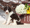 AKC Standard Poodle For Sale Sugarcreek OH Female-Manda