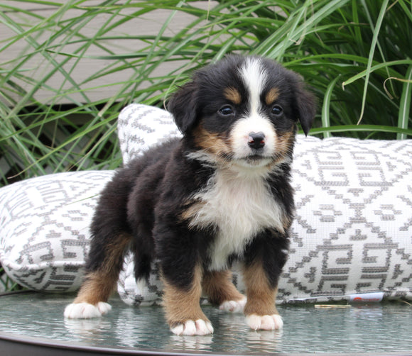 AKC Bernese Mountain Dog For Sale Dundee OH Female-Julia