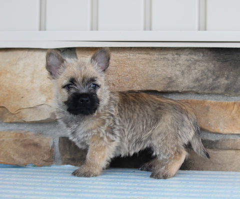 AKC Registered Cairn Terrier For Sale Millersburg OH Male-Oscar