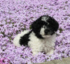 Mini Poodle For Sale Apple Creek OH Female-Lucy