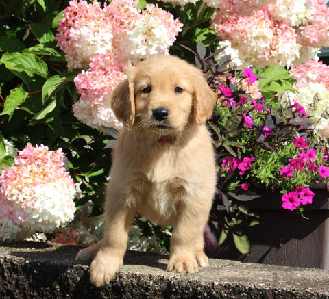 AKC Registered Golden Retriever For Sale Holmesville OH Male-Micky