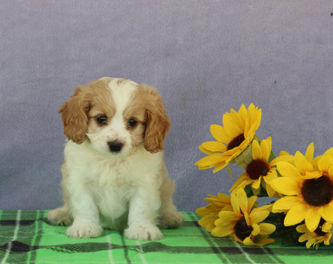 Cavapoo For Sale Sugarcreek OH Male-Tommy
