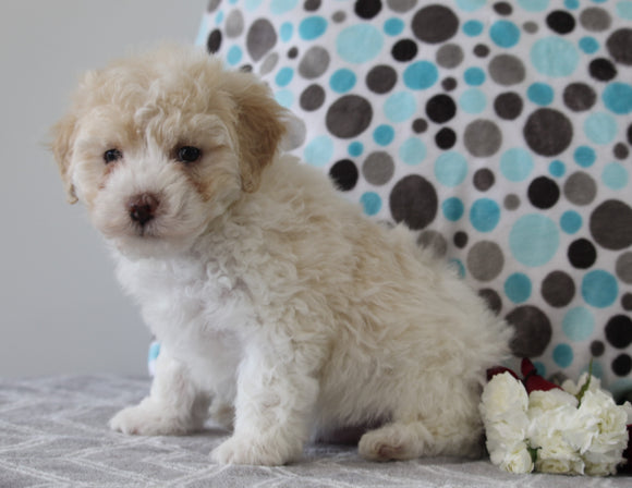 ACA Registered Mini Poodle For Sale Fredericksburg OH Male-Mason