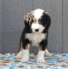 Mini Bernedoodle For Sale Millersburg OH Male-Bobby