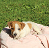 Jack Russell Terrier For Sale Fredericksburg OH Female-Winnie