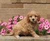 Forever Puppy For Sale Dalton OH Male-Cooper