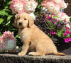AKC Registered Golden Retriever For Sale Holmesville OH Male-Micky