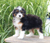 Mini Aussiedoodle For Sale Sugarcreek OH Female-Trixie