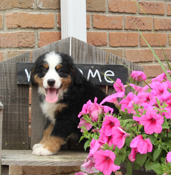 AKC Bernese Mountain Dog For Sale Warsaw OH Male-Bruno