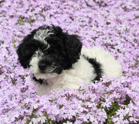 Mini Poodle For Sale Apple Creek OH Female-Lucy