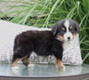 AKC Bernese Mountain Dog For Sale Dundee OH Female-Julia