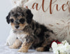 ACA Registered Mini Poodle For Sale Fredericksurg OH Female-Bailey