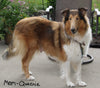 AKC Registered Collie Lassie For Sale Fredericksburg OH Female-Zoie